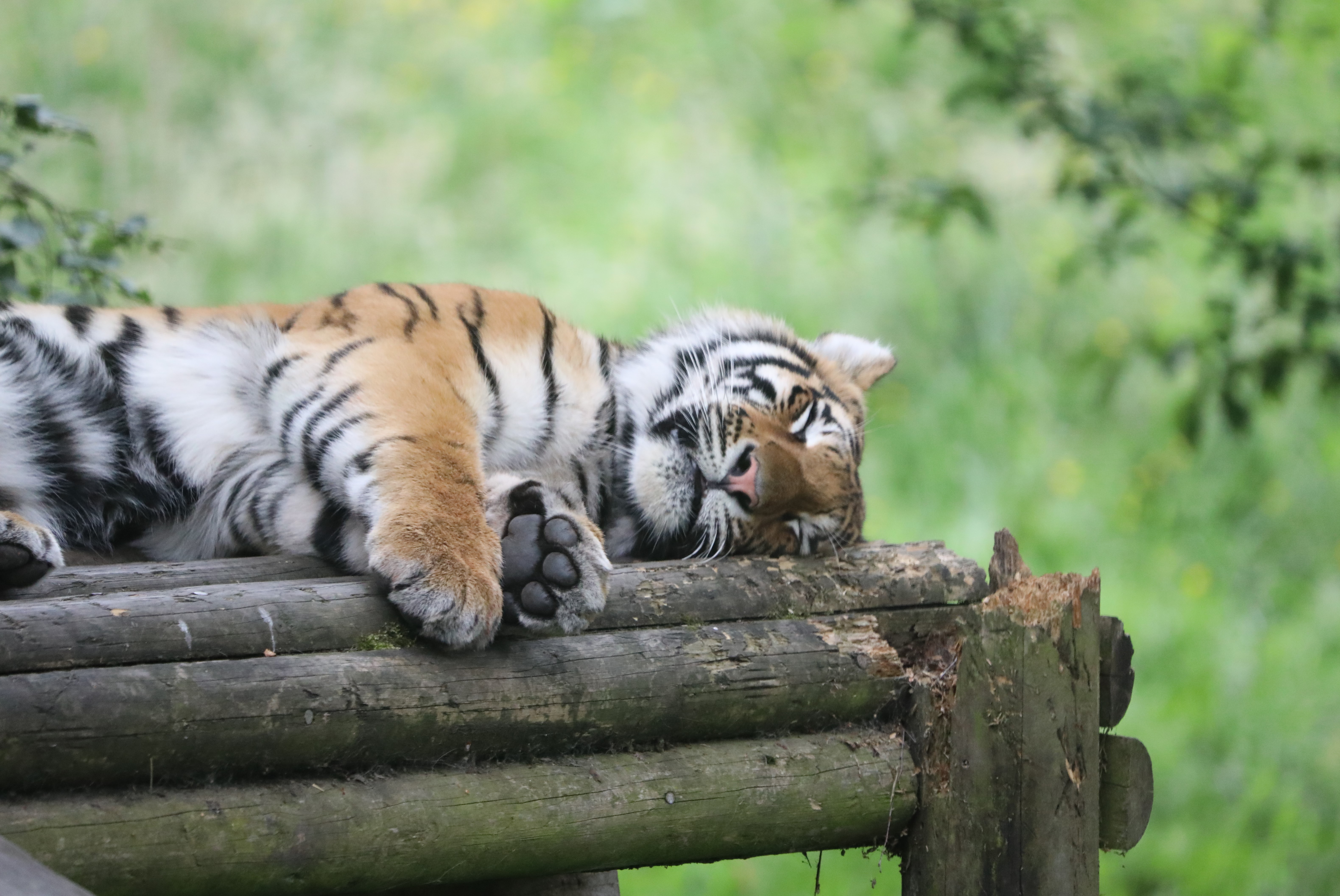 Tiiger Aleksander foto RZSS Highland Wildlife Park (2).jpg