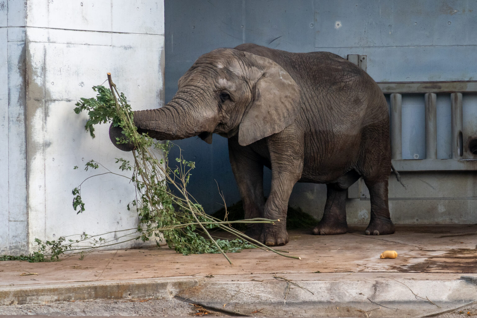 1. klassi õpilane Miron osales Tallinna Loomaaia fotovõistlusel ZoFo 2025
