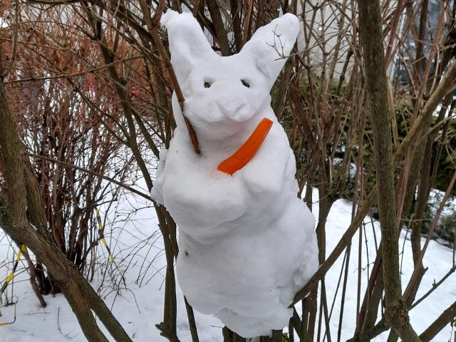 Jänes põõsas.jpg