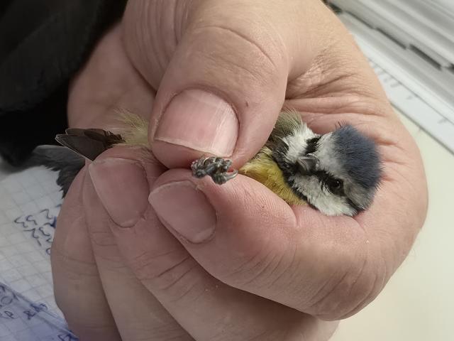 BSP lindude ökoloogia programm