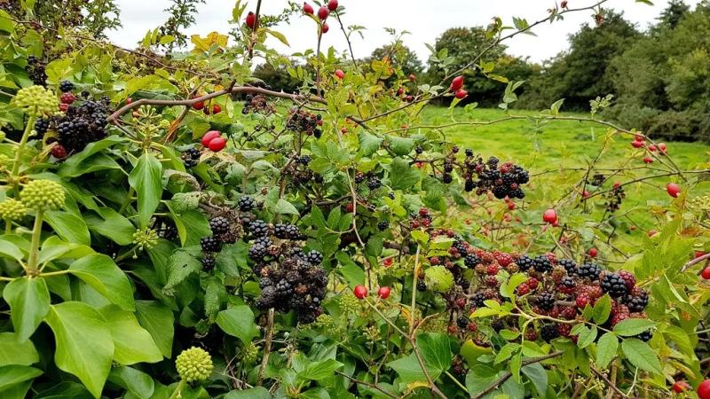 wild-berries.jpeg
