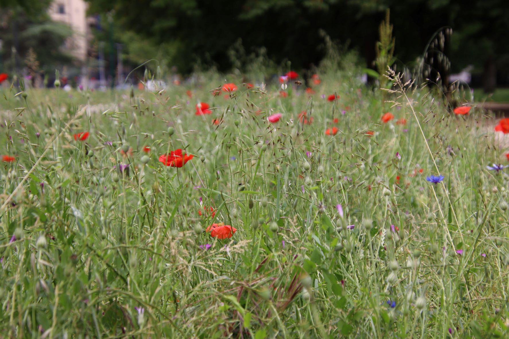 Grenoble'i lilled